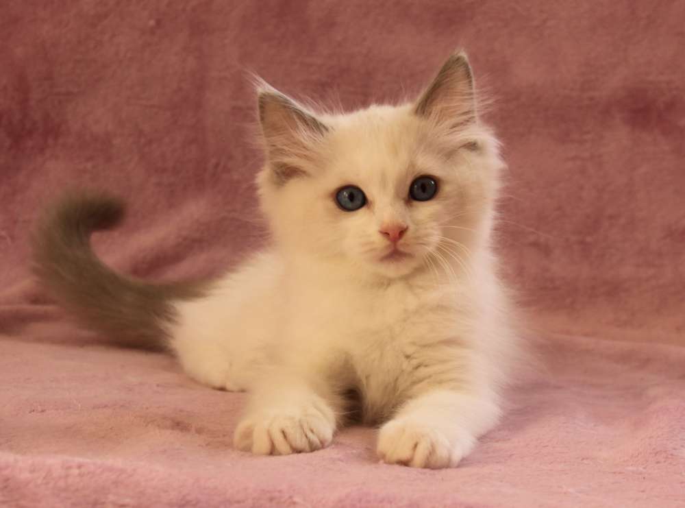Bilbo